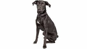 Australian Shepherd Lab Mixed Dog Breed Pictures Characteristics Facts