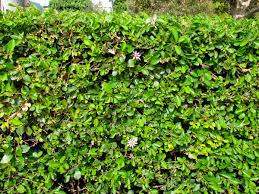 Image result for Grewia glandulosa