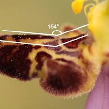 Image result for Liparis odontochilos