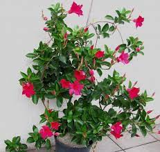 • أجمل نبتة متسلقة ومزهرة المانديفيلا mandevilla او ديبلادينيا dipladenia. Ø¬Ù…ÙŠÙ„Ø© Ø§Ù„Ø²Ù‡ÙˆØ± ÙÙŠ Ø§Ù„Ø£Ù…Ø§ÙƒÙ† Ø§Ù„Ù…ØºÙ„Ù‚Ø© Ø§Ù„ØµÙˆØ±Ø© ÙˆØ§Ù„Ø§Ø³Ù…
