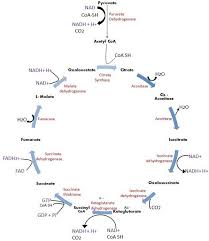 Difference Between Glycolysis And Krebs Citric Acid Cycle