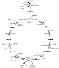 Difference Between Glycolysis And Krebs Citric Acid Cycle