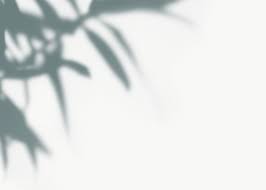 Shadow Of Leaves On A Wall Free Image By Rawpixel Com In 2020 Shadow Stock Images Free Graphic Design Collection