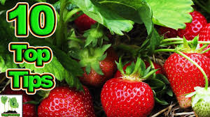 Plant them so that they do not interfere with each other. 10 Tips To Grow The Best Strawberries Ever Youtube