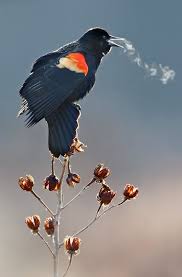 Where We Are From The Birds Sing A Pretty Song Morning Call By Ian Plant 500px Beautiful Birds Animals Beautiful Pet Birds
