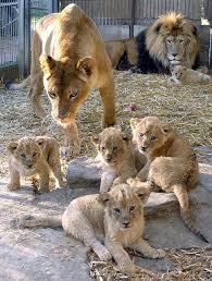 Lion Family At The Al Maglio Zoo In Magliaso Switzerland Animals Beautiful Cute Baby Animals Animals Wild