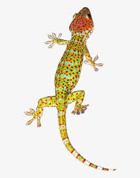Maybe you would like to learn more about one of these? Geckos Background Png Tokay Gecko Journal 150 Page Lined Notebook Diary Free Transparent Png Download Pngkey
