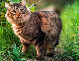 You might have to adjust your. Ways To Determine If Your Cat Is Obese