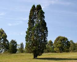 Image result for Callitris endlicheri