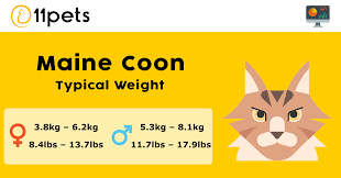 The average weight is between 3 and 7 oz. Maine Coon Weight Chart 11pets