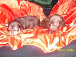 Will have first vaccines, deworming, flea & tick, and vet check done. Chihuahua Puppies In Oregon