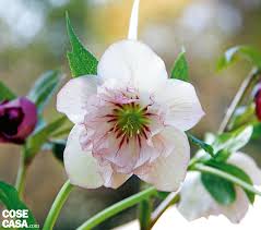 Dalle rose alle peonie, le piante con fiori bianchi sono perfette per un giardino elegante. Ellebori I Fiori Che Sbocciano D Inverno Cose Di Casa