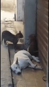 Doggo Scared Cute Funny Animals Animal Humour Funny Animal Videos