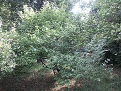 Image result for Grewia mildbraedii