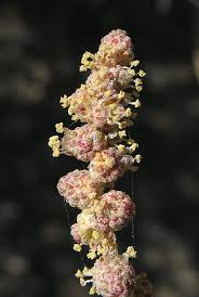 Image result for Atriplex halimus