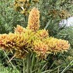 Image result for Cyperus dives