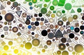 Ocean Acidification May Cause Dramatic Changes To Phytoplankton Mit News Massachusetts Institute Of Technology