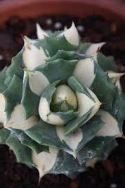 Hotel holiday sands north, myrtle beach: 240 Johns Island Ideas In 2021 Planting Succulents Plants Succulents