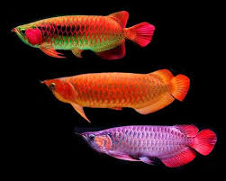 Bukan hanya ikan mas dan ikan nila saja yang biasa dipancing atau berada di suatu kolam pemancingan. Pakan Untuk Arwana Rahasia Umpan Umpan Ikan Bawal Umpan Ikan Lele Umpan Ikan Nila Ikan Patin Liar Umpan Ikan Gabus Umpan Ik Ikan Ikan Akuarium Ikan Air Tawar