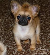 Check out our sweet puppies online & stop by to meet the next member of your family. Civava A Deti Civava Pes