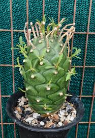 Image result for Monadenium lugardiae
