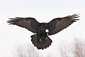 Australian Black Bird With White Wing Tips Pin By Elad Skonivic On Raven In 2020 Raven Flying Crow Photography Crow Flying
