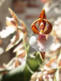 A small detail to keep in mind: Flowers That Look Like Something Else Plants Pareidolia Unusual Flowers Strange Flowers Rare Flowers