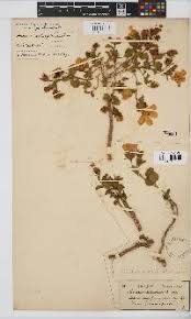 Image result for Hibiscus aethiopicus