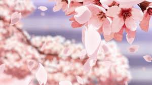 Gray aesthetic aesthetic themes aesthetic images aesthetic vintage aesthetic anime aesthetic pastel wallpaper aesthetic backgrounds aesthetic wallpapers arte manga anime sad anime me me me anime anime art kimi no na wa anime couples cute couples hikaru nara miyazono kaori. 1 Tumblr Anime Flower Aesthetic Anime Anime Cherry Blossom