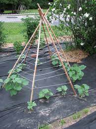 Check out our article on growing cucumber here 23 Functional Cucumber Trellis Ideas Guaranteed To Boost Your Harvest