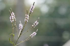 Image result for foto verbena