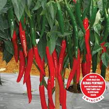 Sekiranya bercadang untuk musim penanaman yang lebih panjang dari enam bulan, sila guna saiz pasu yang lebih besar seperti 30 inci x 50 inci. 107 Varietas Cabai Besar Unggul Yang Telah Dilepas Oleh Kementan Ri