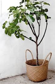 8 Idees Pour Un Arbre Dans La Maison En 2020 Arbre Interieur Arbres En Pots Et Jardin Interieur