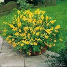 Dauerhaft Schon Trotz Hitze Und Trockenheit Dauerhaft Diygardendesignlandscapes Hitze Schon Trockenheit Trotz Und Garten Pflanzen Garten Bepflanzung