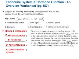 The Endocrine System Ppt Download
