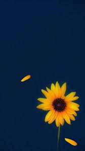 Pin By Princess Salvi On Flowers With Images Sunflower Wallpaper