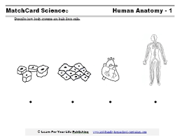 Anatomy For Kids