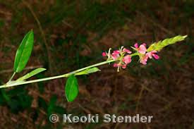 Image result for Alysicarpus zeyheri