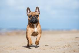 Dogs & puppies french bulldog. A Comprehensive Resource Page For French Bulldog Information