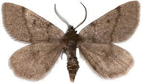 Image result for Macaria fusca