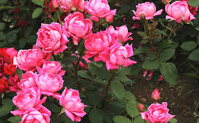 • taille des rosiers à grandes fleurs, à fleurs groupées et tiges • taille des rosiers paysagers • taille des rosiers grimpants les rosiers nécessitent une taille : Les Rosiers Buissons Pour Creer Des Massifs Types Plantation Taille