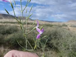 Image result for Dicliptera paniculata