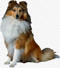 Border Cartoon Png Download 1893 2126 Free Transparent Shetland Sheepdog Png Download Cleanpng Kisspng Animal animation sequence dog shelties shetland sheepdog cartoon. free transparent shetland sheepdog png
