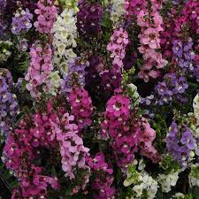 Image result for Angelonia