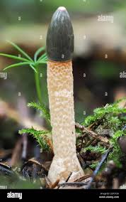 Image result for Mutinus caninus