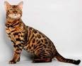 10 Facts about Bengal Cats | Fact File