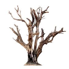 Transformez votre espace jardin en véritable lieu de vie en l'aménageant avec nos trucs et astuces de décoration jardin. Sticker Bois Flotte Pour Votre Decoration Exterieur Et Interieur Etiquette Autocollant