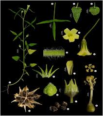 Image result for Hibiscus sidiformis