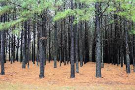 Would you like to know how to translate ladang to english? Rubber Plantation Definition And Synonyms Of Rubber Plantation In The English Dictionary