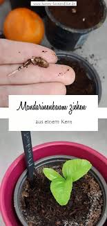 Mandarinenbaum Ziehen Aus Einem Kern So Geht S Mandarine Avocado Kerne Feigenbaum
